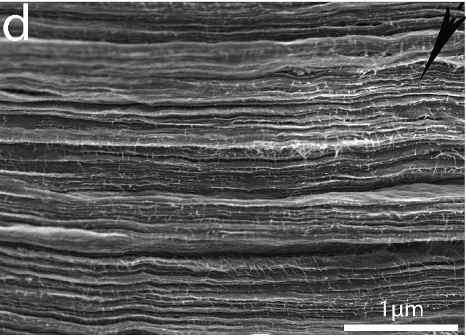 Layered graphene architecture from organic-solvent liquid crystals